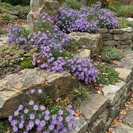 Oblongifolius, Aster Seeds - Packet image number null